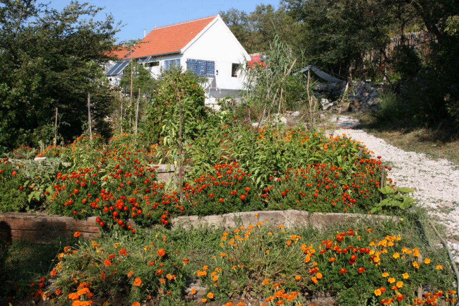 Vegetable garden image