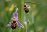 Bee Orchid at Camp Full Monte campsite